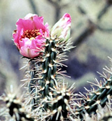 Cactus Flower11.jpg
